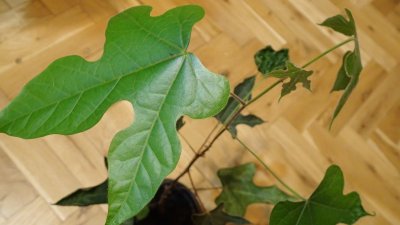 Brachychiton acerifolius - brachychiton javorolistý - dvouletý semenáček